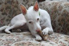 LIBÉLULA, Podenco Andaluz pequeño, born 3/2011, deaf and hip handicapped but sooooo sweet <3 <3 <3, 01/2012 - 02/2012, now lives in Basel/Switzerland